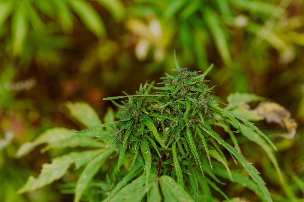 Marijuana Seeds