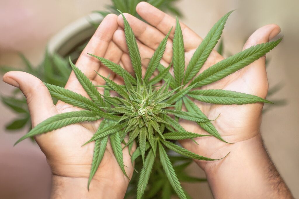 Perfect Marijuana Seeds