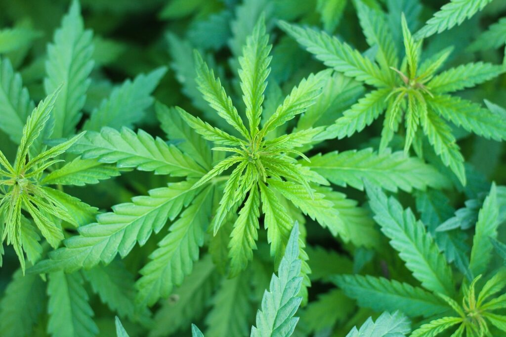 THCA Flower Natural Solution for Mind and Body